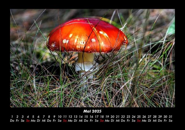 Produktbild: Pilzkalender 2025 Fotokalender DIN A3