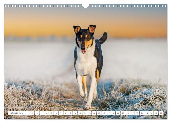 Produktbild: Ein Freund f&uuml;rs Leben - Smooth Collie (Wandkalender 2026 DIN A3 quer), CALVENDO Monatskalender