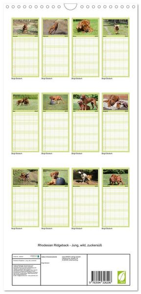 Produktbild: Familienplaner 2027 - Rhodesian Ridgeback - Jung, wild, zuckers&uuml;&szlig; mit 5 Spalten (Wandkalender, 21 x 45 cm) CALVENDO