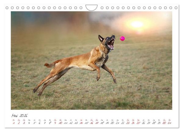 Produktbild: Mit dem Malinois durch das Jahr (Wandkalender 2026 DIN A4 quer), CALVENDO Monatskalender