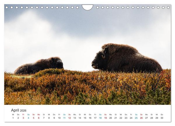 Produktbild: Die letzten Moschusochsen Europas (Wandkalender 2026 DIN A4 quer), CALVENDO Monatskalender