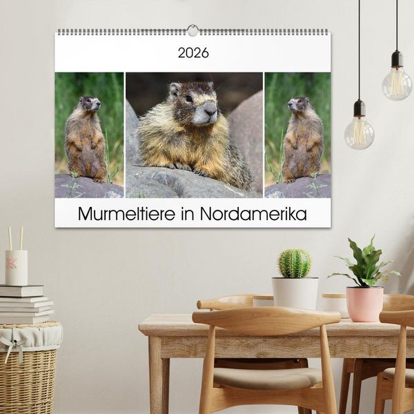 Produktbild: Murmeltiere in Nordamerika (Wandkalender 2026 DIN A2 quer), CALVENDO Monatskalender