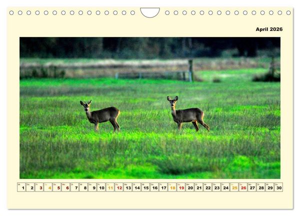 Produktbild: Unser Land im Norden (Wandkalender 2026 DIN A4 quer), CALVENDO Monatskalender