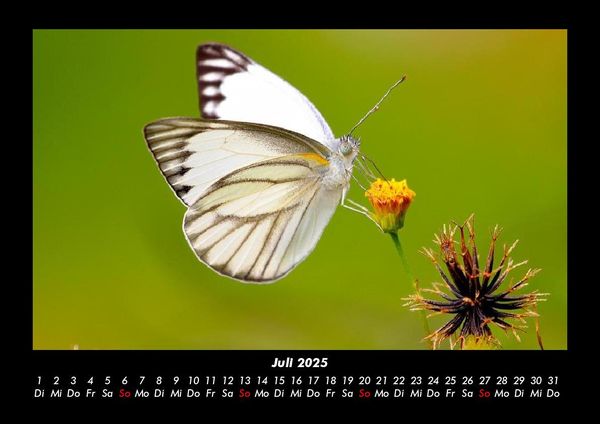 Produktbild: Welt der Tiere 2025 Fotokalender DIN A3