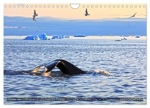 Produktbild: Gr&ouml;nland - Ilulissat und die Diskobucht (Wandkalender 2026 DIN A4 quer), CALVENDO Monatskalender