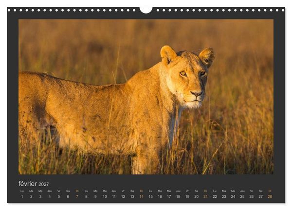 Produktbild: Lions &ndash; Photographies de la faune (Calendrier mural 2027 DIN A3 vertical), CALVENDO calendrier mensuel