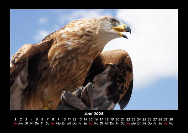 Produktbild: Adler 2025 Fotokalender DIN A3