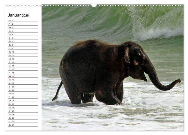 Produktbild: Elefanten - Wasserspa&szlig; am Strand (Wandkalender 2026 DIN A2 quer), CALVENDO Monatskalender