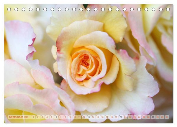 Produktbild: Stolze Rosen (Tischkalender 2026 DIN A5 quer), CALVENDO Monatskalender