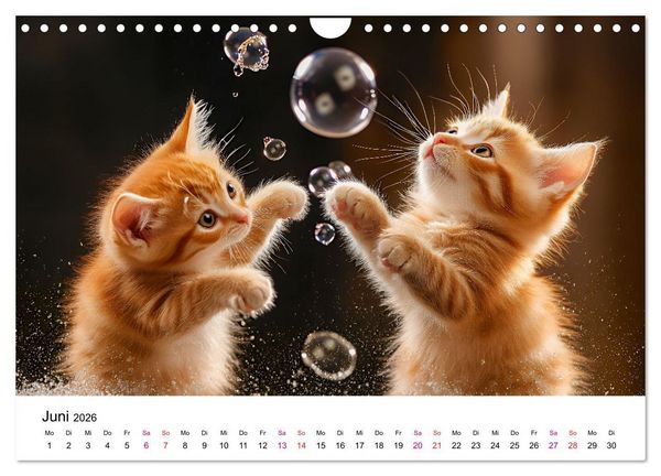 Produktbild: Katzenzauber - Samtpfoten im Jahreslauf (Wandkalender 2026 DIN A4 quer), CALVENDO Monatskalender