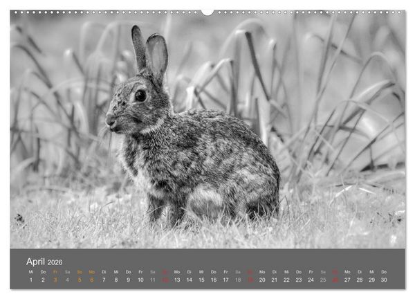 Produktbild: Tierische Augenblicke in Schwarz-Wei&szlig; (hochwertiger Premium Wandkalender 2026 DIN A2 quer), Kunstdruck in Hochglanz