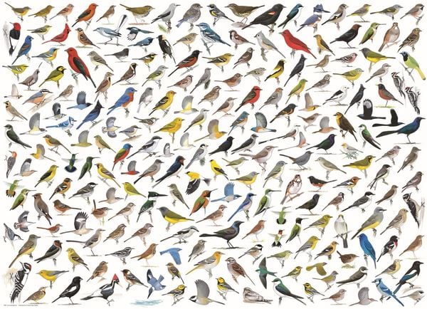 Produktbild: The World of Birds by David Sibley
