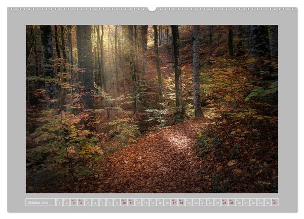 Produktbild: Wald im Licht (Wandkalender 2026 DIN A2 quer), CALVENDO Monatskalender