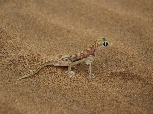 Produktbild: CALVENDO Puzzle W&uuml;stengecko | 1000 Teile Lege-Gr&ouml;&szlig;e 64x48cm Foto-Puzzle f&uuml;r gl&uuml;ckliche Stunden