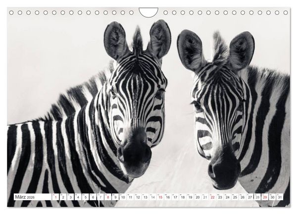 Produktbild: Emotionale Momente: Zebras - black & white. (Wandkalender 2026 DIN A4 quer), CALVENDO Monatskalender