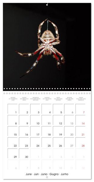 Produktbild: Spiders and Tarantulas (Wall Calendar 2026 12 &times; 12 Inch) CALVENDO 12 Month Wall Calendar
