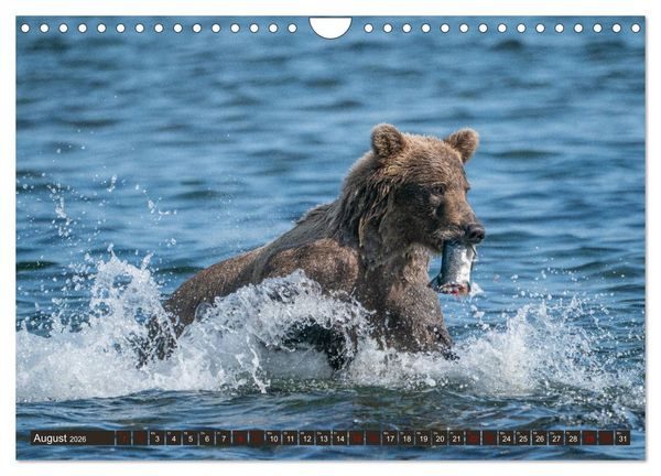 Produktbild: Grizzlyb&auml;ren im Katmai Nationalpark Alaska (Wandkalender 2026 DIN A4 quer), CALVENDO Monatskalender