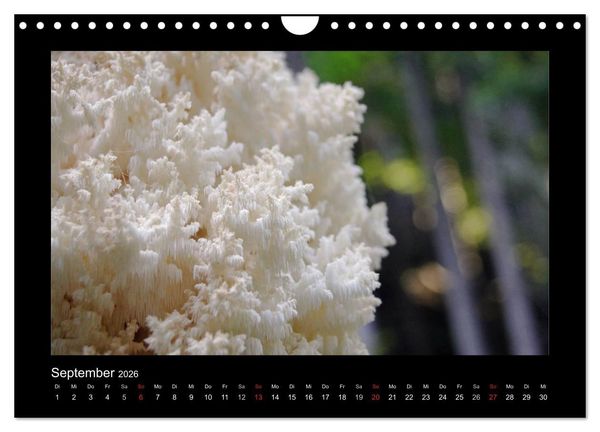 Produktbild: Pilze (Wandkalender 2026 DIN A4 quer), CALVENDO Monatskalender