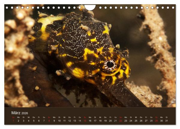Produktbild: Meerestiere unter der Lupe - Unterwasserkalender (Wandkalender 2026 DIN A4 quer), CALVENDO Monatskalender