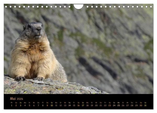 Produktbild: Wildlife - Verspielte Murmeltiere (Wandkalender 2026 DIN A4 quer), CALVENDO Monatskalender