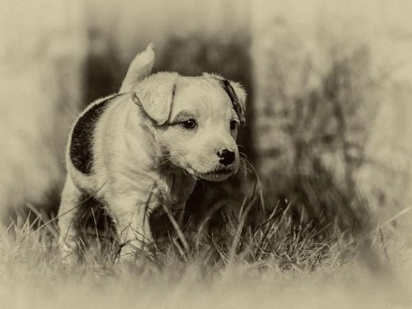 Produktbild: Ein Motiv aus dem Kalender Parson Jack Russel Welpen (Puzzle)