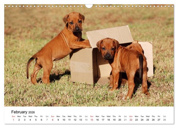 Produktbild: Rhodesian Ridgeback Puppies (Wall Calendar 2026 DIN A3 landscape), CALVENDO 12 Month Wall Calendar