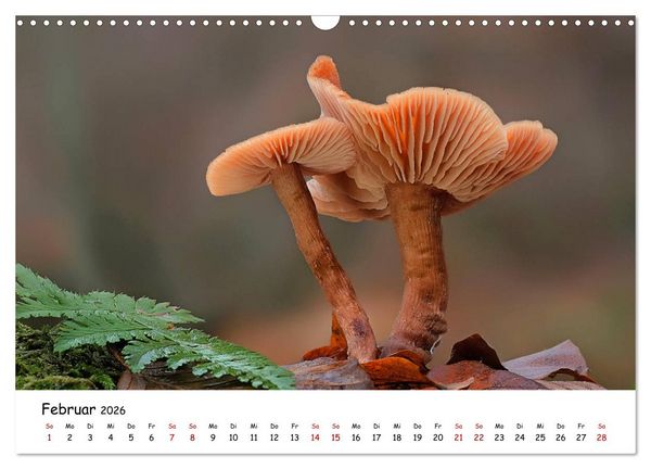 Produktbild: Pilzgalerie - Heimische Pilze von ihrer sch&ouml;nsten Seite (Wandkalender 2026 DIN A3 quer), CALVENDO Monatskalender