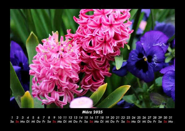 Produktbild: Blumentr&auml;ume 2025 Fotokalender DIN A3