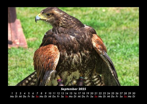 Produktbild: Welt der V&ouml;gel 2025 Fotokalender DIN A3