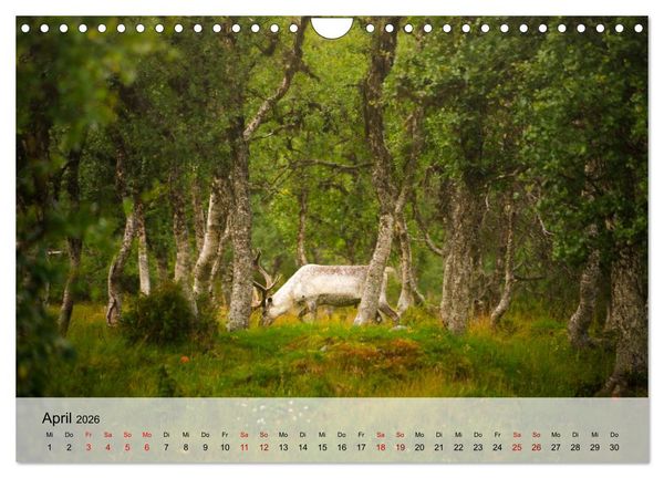 Produktbild: Magische Tiermomente (Wandkalender 2026 DIN A4 quer), CALVENDO Monatskalender
