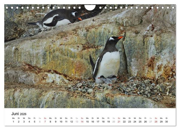 Produktbild: Im Reich der Pinguine (Wandkalender 2026 DIN A4 quer), CALVENDO Monatskalender