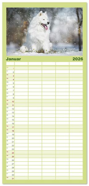 Produktbild: Familienplaner 2026 - Der Samojede - Sch&ouml;nheit des Nordens mit 5 Spalten (Wandkalender, 21 x 45 cm) CALVENDO