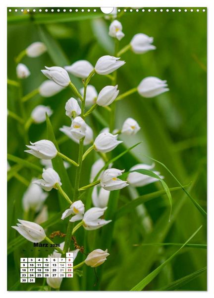 Produktbild: Zauber der Natur - Heimische Orchideen und Wiesenblumen (Wandkalender 2026 DIN A3 hoch), CALVENDO Monatskalender