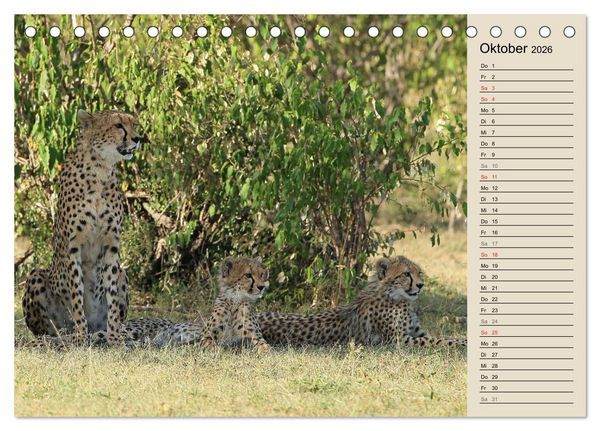 Produktbild: Geparden - Ein Leben in Afrika (Tischkalender 2026 DIN A5 quer), CALVENDO Monatskalender