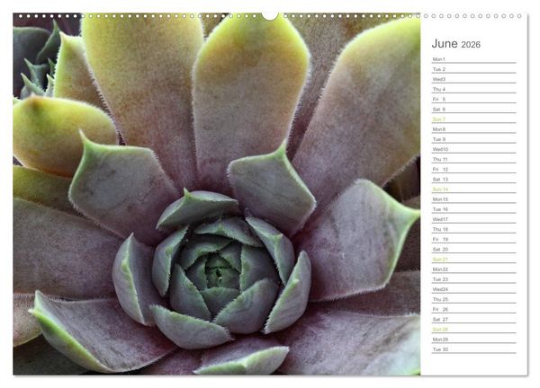 Produktbild: Sempervivum Fascinating Succulents (High Quality Premium Wall Calendar 2026 DIN A2 landscape),CALVENDO 12 Month Wall Calendar