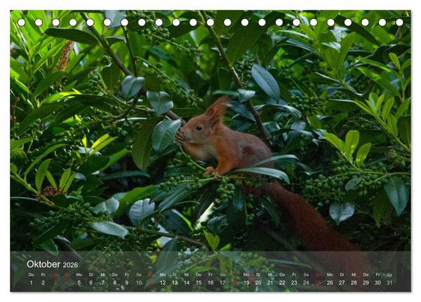 Produktbild: Spa&szlig; mit Eichh&ouml;rnchen-Kindern (Tischkalender 2026 DIN A5 quer), CALVENDO Monatskalender