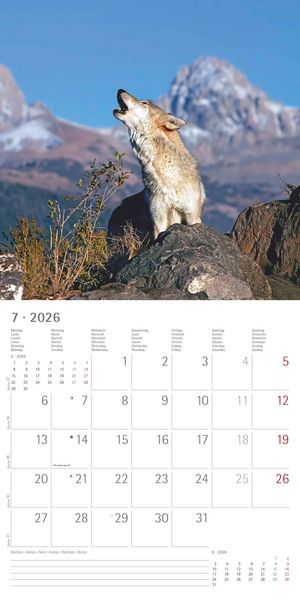 Produktbild: Wölfe 2026 - Broschürenkalender 30x30 cm (30x60 geöffnet) - Kalender mit Platz für Notizen - Wolves - Bildkalender - Wandplaner - Alpha Edition