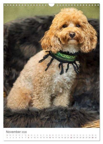 Produktbild: Maltipoo - Malteser - Pudel 2026 (Wandkalender 2026 DIN A3 hoch), CALVENDO Monatskalender