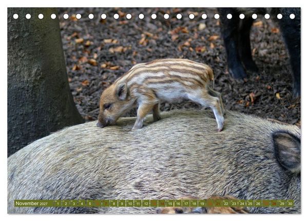 Produktbild: Wildschweins Kinderstube - Freche Frischlinge (Tischkalender 2027 DIN A5 quer), CALVENDO Monatskalender