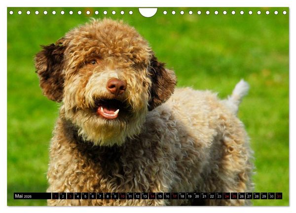 Produktbild: Lagotto Romagnolo - Italienischer Tr&uuml;ffelhund (Wandkalender 2026 DIN A4 quer), CALVENDO Monatskalender