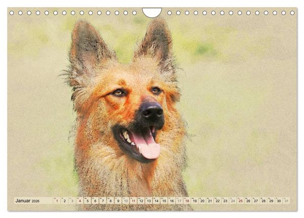 Produktbild: Altdeutsche H&uuml;tehunde 2026 (Wandkalender 2026 DIN A4 quer), CALVENDO Monatskalender