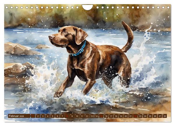 Produktbild: Voller Kraft und Energie - Labrador-Retriever (Wandkalender 2026 DIN A4 quer), CALVENDO Monatskalender