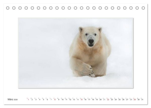 Produktbild: Emotionale Momente: Der Eisb&auml;r. (Tischkalender 2026 DIN A5 quer), CALVENDO Monatskalender