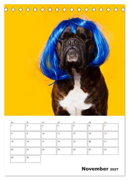 Produktbild: colorful world of boxer 2027 (Tischkalender 2027 DIN A5 hoch), CALVENDO Monatskalender