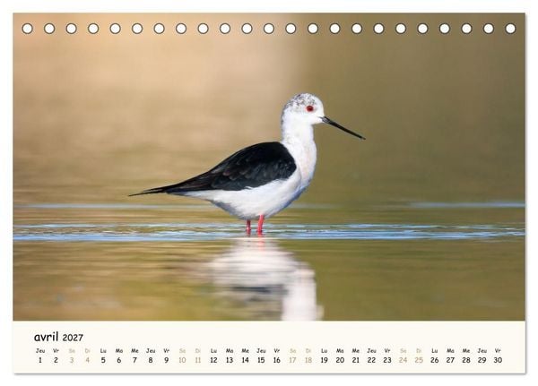 Produktbild: Esprit animal - Regards minimalistes (Calendrier de bureau 2027 DIN A5 vertical), CALVENDO calendrier mensuel