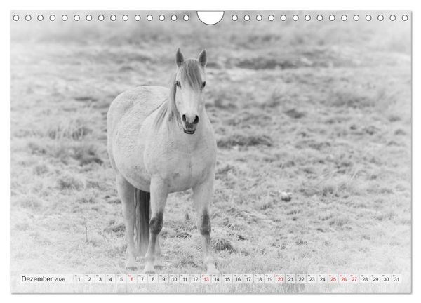 Produktbild: Emotionale Momente: Wei&szlig;e Pferde in schwarzwei&szlig;. (Wandkalender 2026 DIN A4 quer), CALVENDO Monatskalender