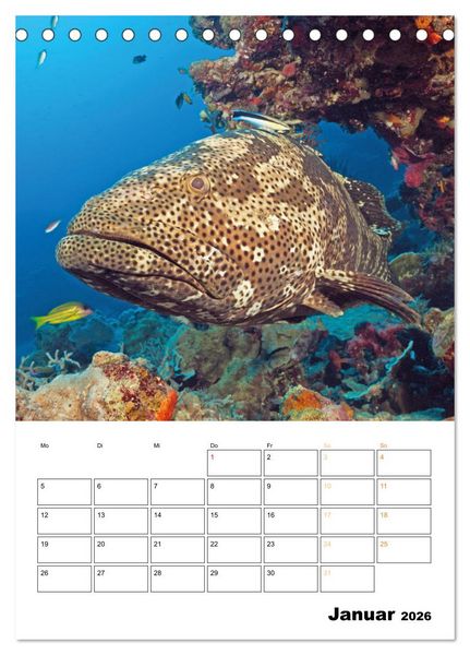 Produktbild: Farbrausch unter Wasser: Fische am Riff (Tischkalender 2026 DIN A5 hoch), CALVENDO Monatskalender