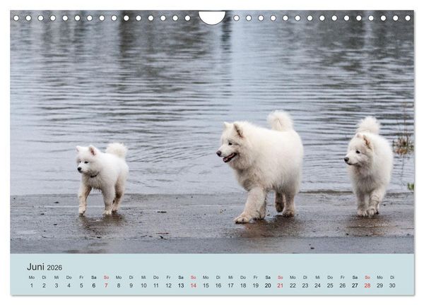 Produktbild: Samojeden - Liebenswerte Fellkugeln (Wandkalender 2026 DIN A4 quer), CALVENDO Monatskalender