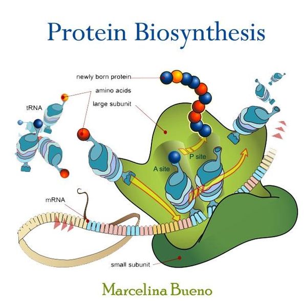 Produktbild: Protein Biosynthesis