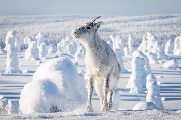Produktbild: Ailos Reise (Pr&auml;dikat: Wertvoll)